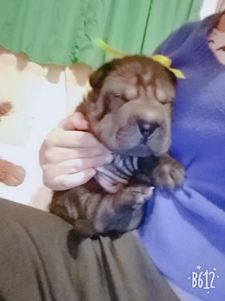 Cachorro Shar Pei Arequipa