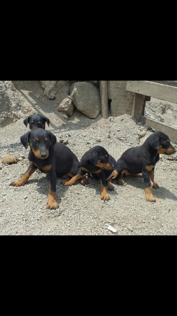 Cachorros Doberman