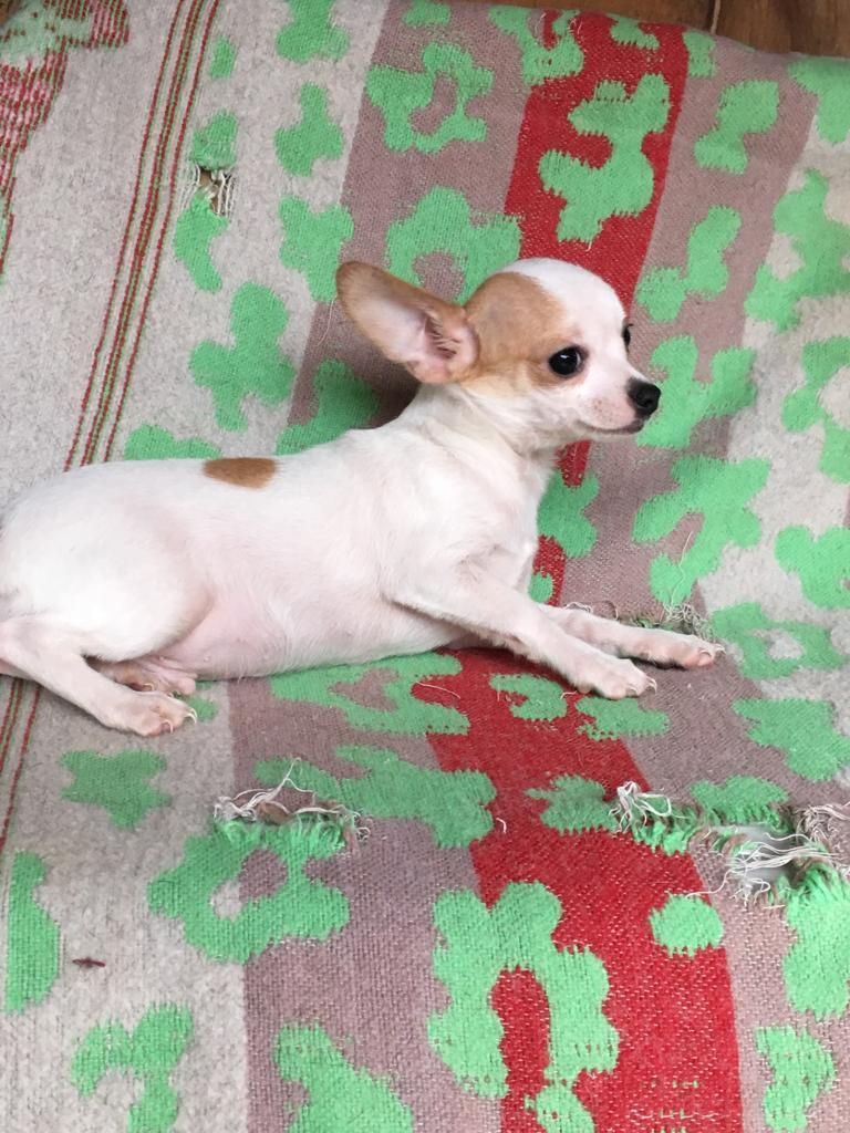 Chihuahua