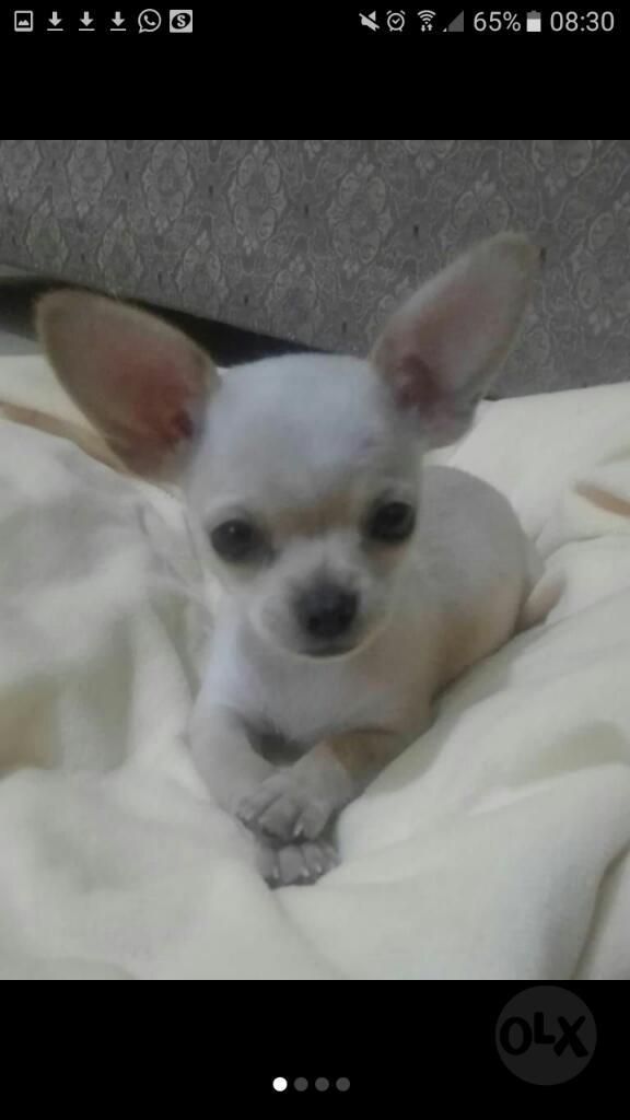 Chihuahua Blanco Macho Oferto