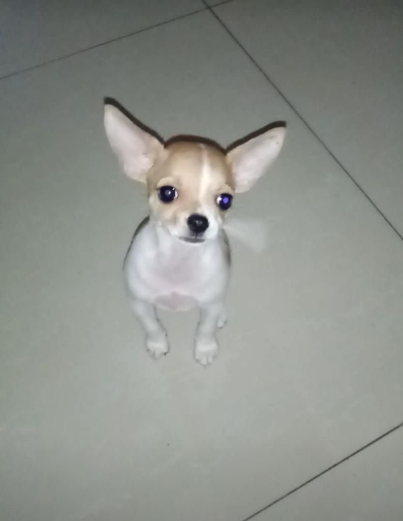 Chihuahua de Raza