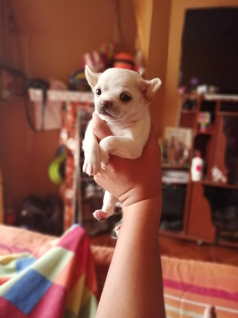 Chihuahuas de 34 Dias