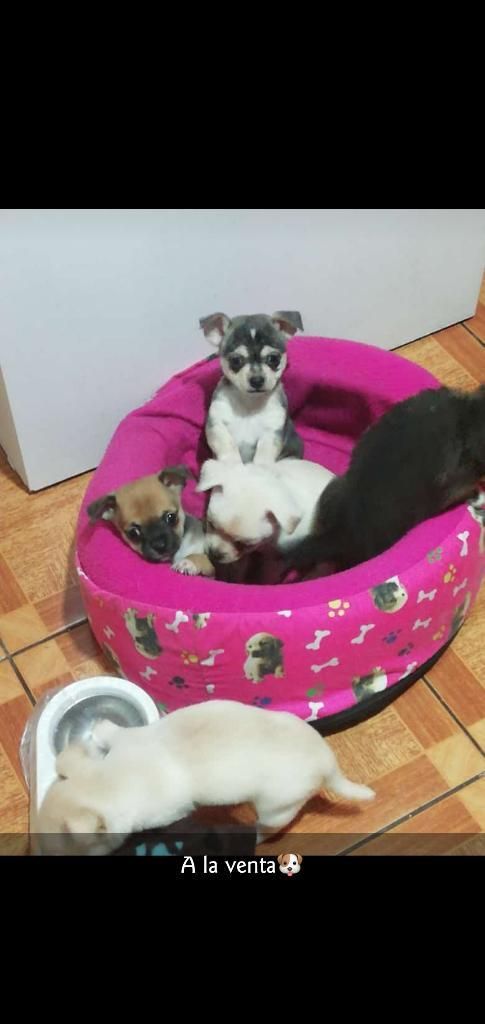 Chihuahuas en Venta Padres Presentes