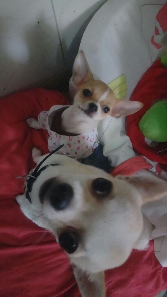 Hermosas Chihuahuas