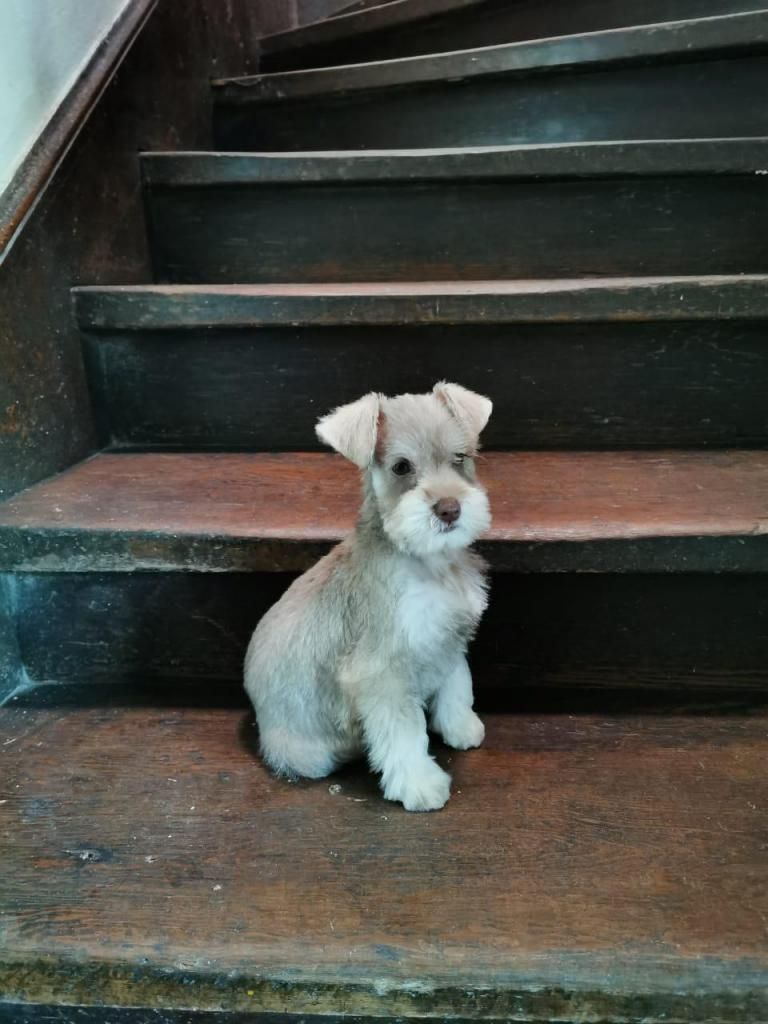 Lindo cachorrito