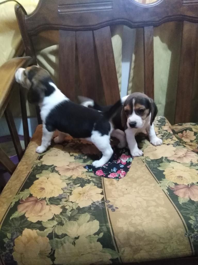 Lindos Cachorros Beagle