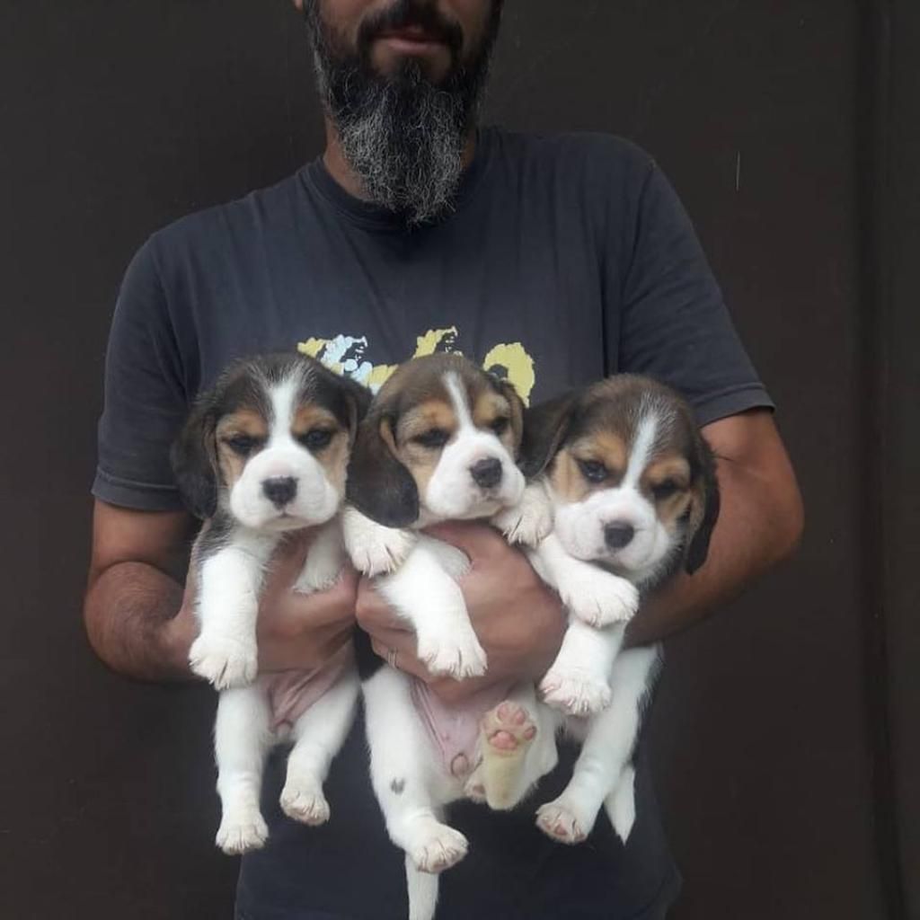 Pequeños Cachorros Beagle
