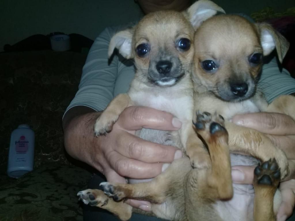 Se venden hermosos cachorros Chihuahua de mes y medio