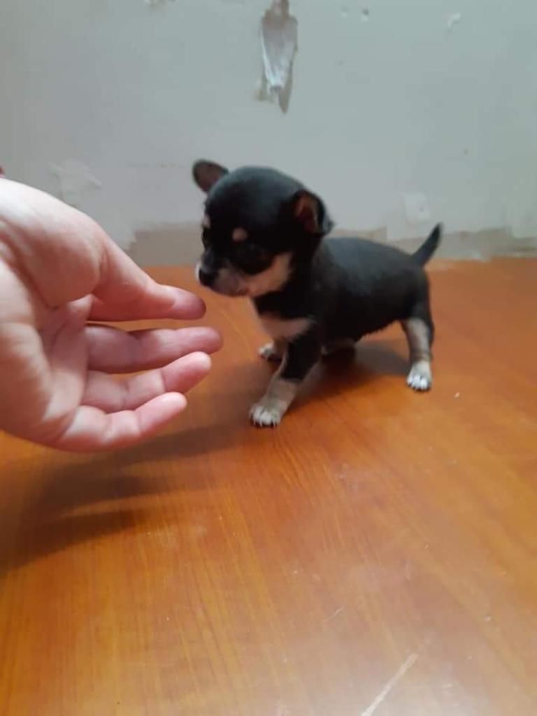 Toy Chihuahua Super Pequeño