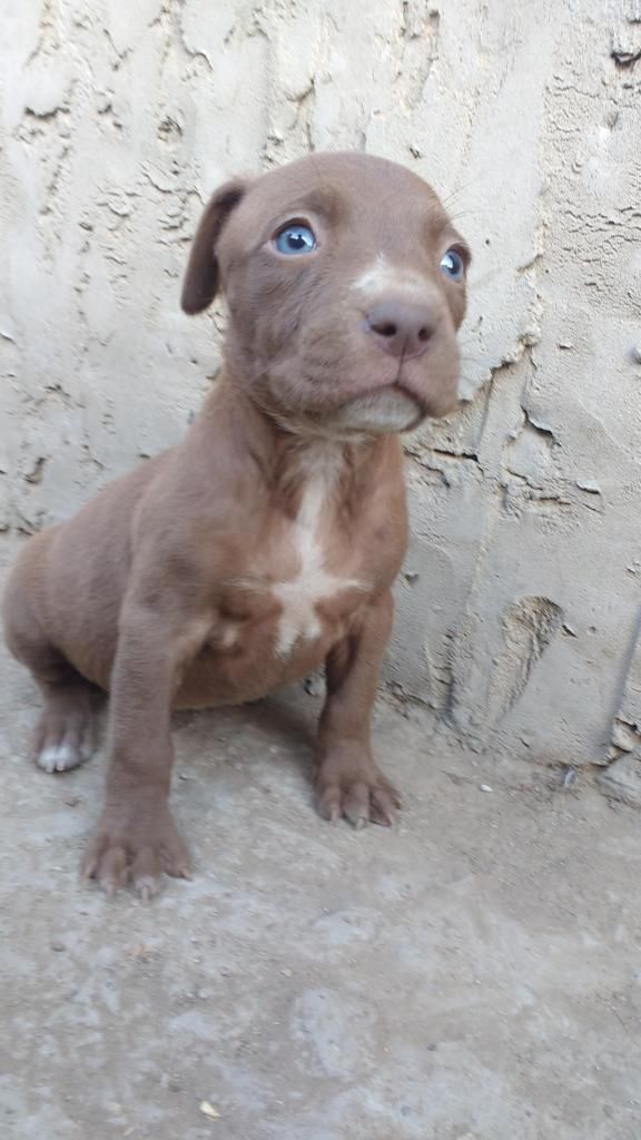 Vendo 3 cachorros Pitbull de mes y medio