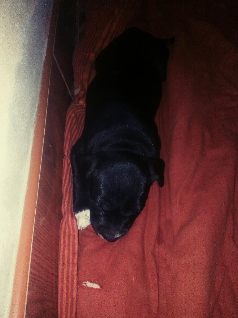 Vendo Cachorrita Fusion American Bully