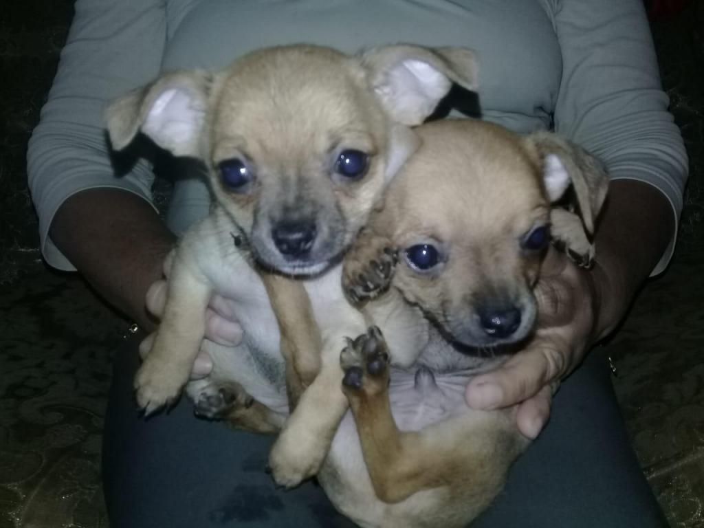 se venden hermosos cachorros chihuahua de mes y medio