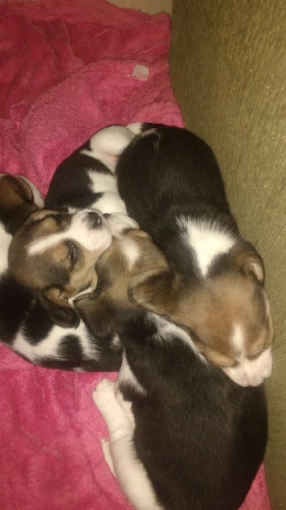 Beagle Cachorros Tricolor en Venta