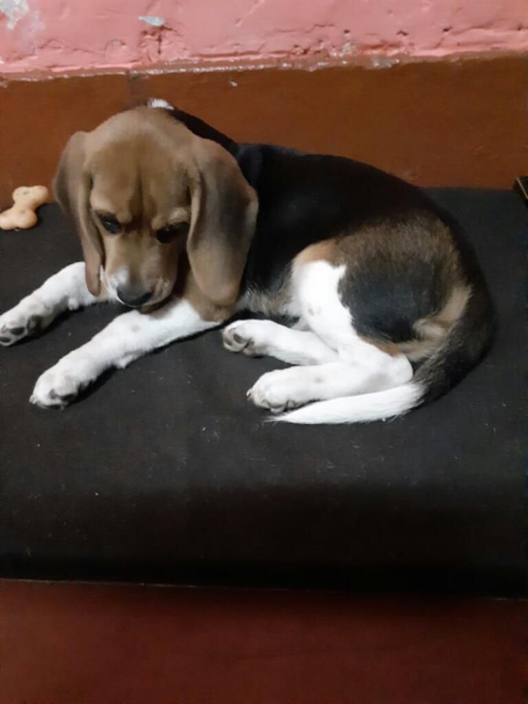 Beagle de 3 Meses