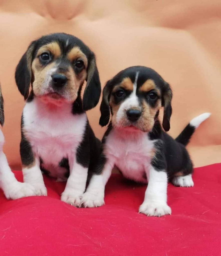 Beagles (2machos)