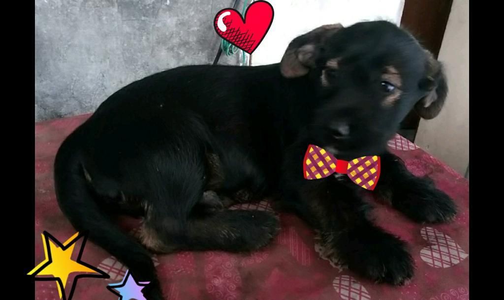 Bello Cachorro Cruce Schnauzer en Adopci