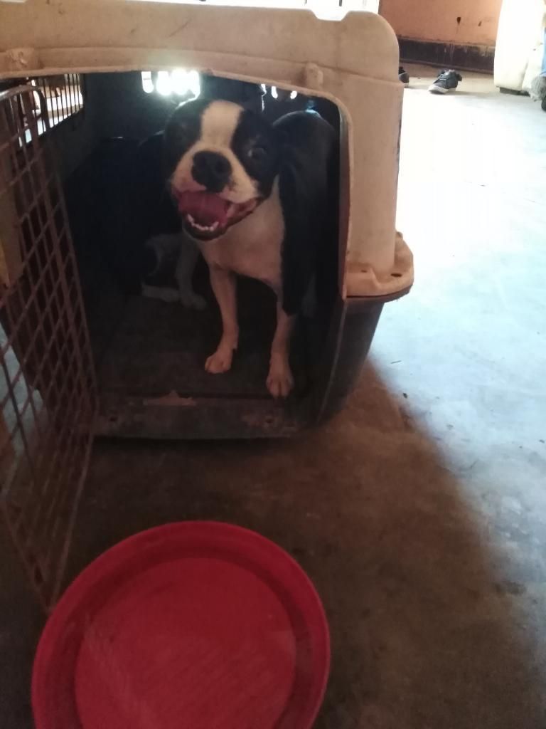 Boston Terrier Busca Machito