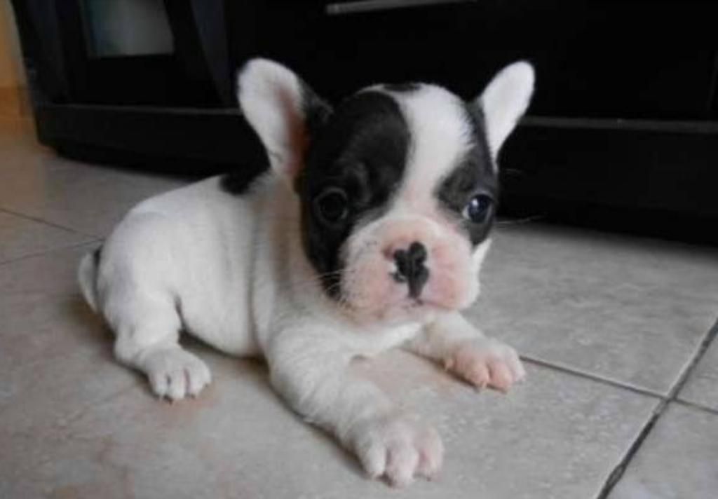 Bulldog Francés