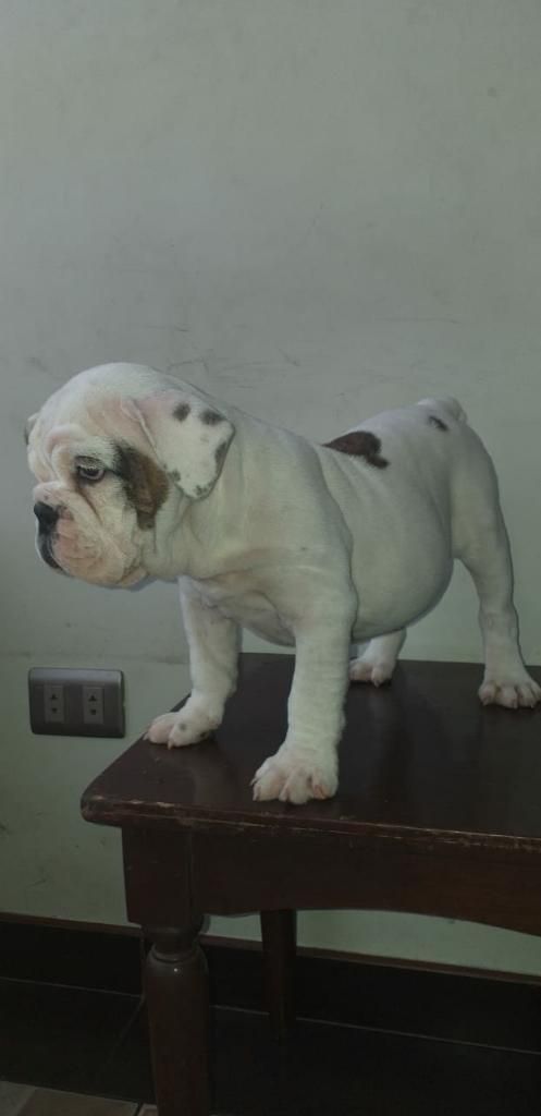 Bulldog Ingles Cachorro