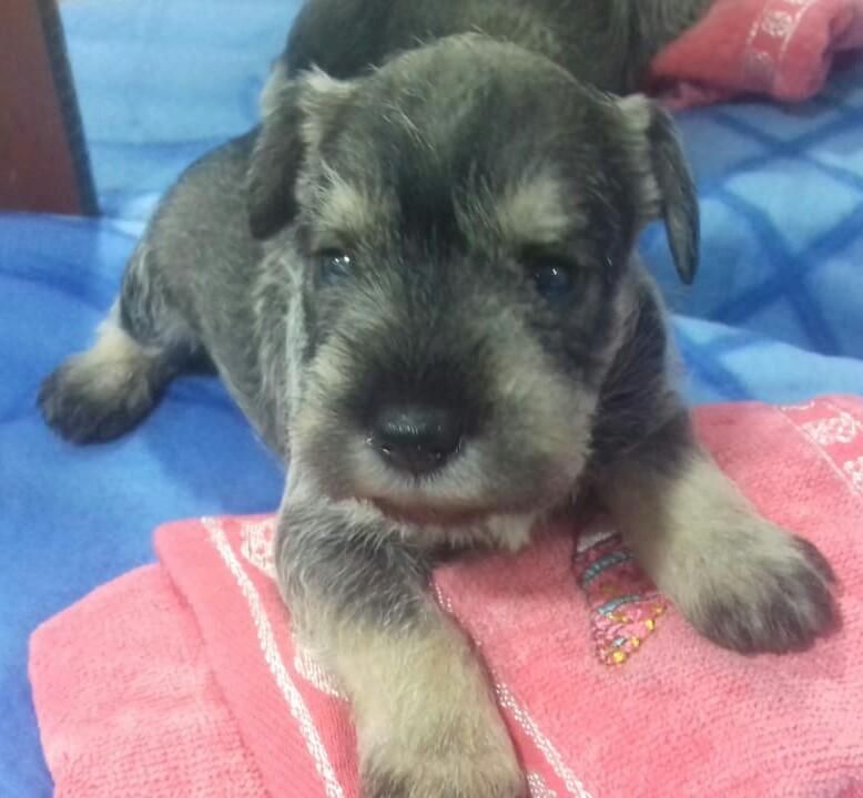 Cachorritos Schnauzer