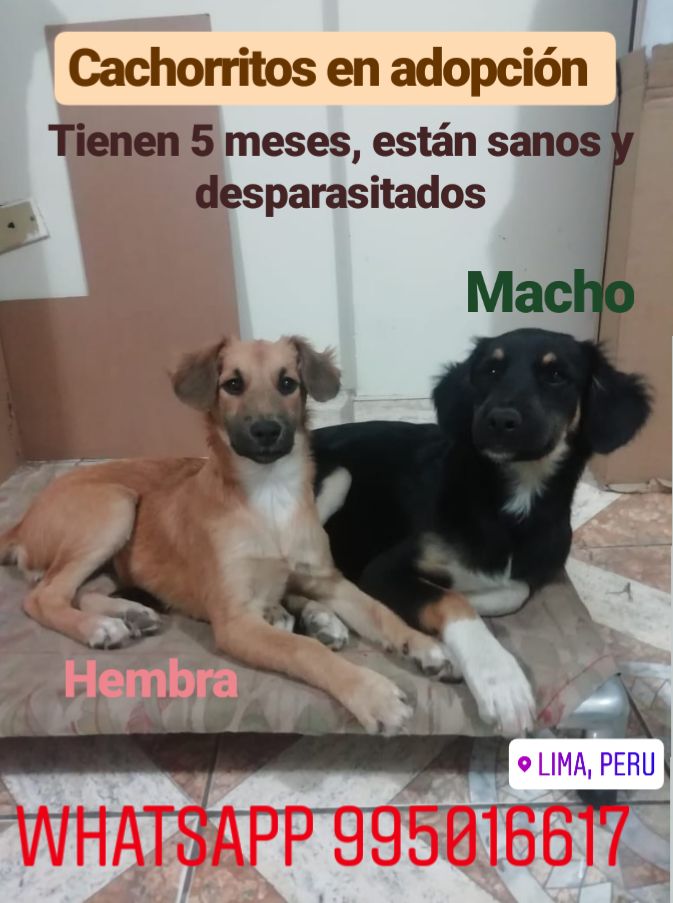 Cachorritos en adopcion