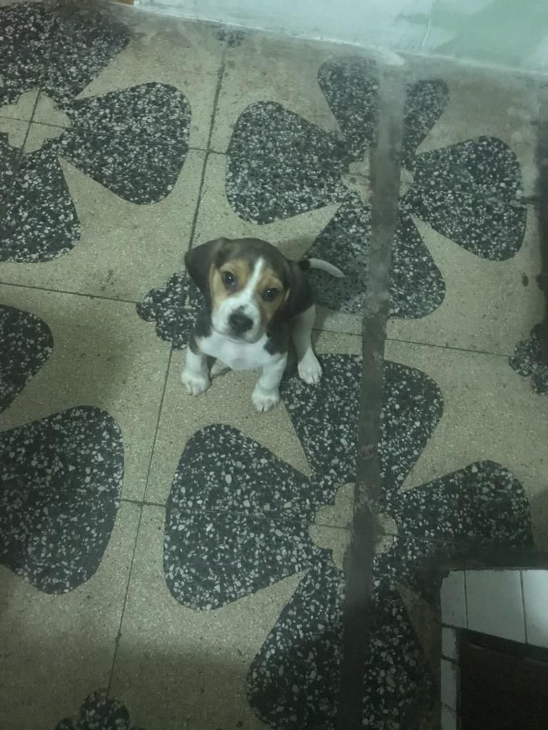 Cachorro Beagle Tricolor