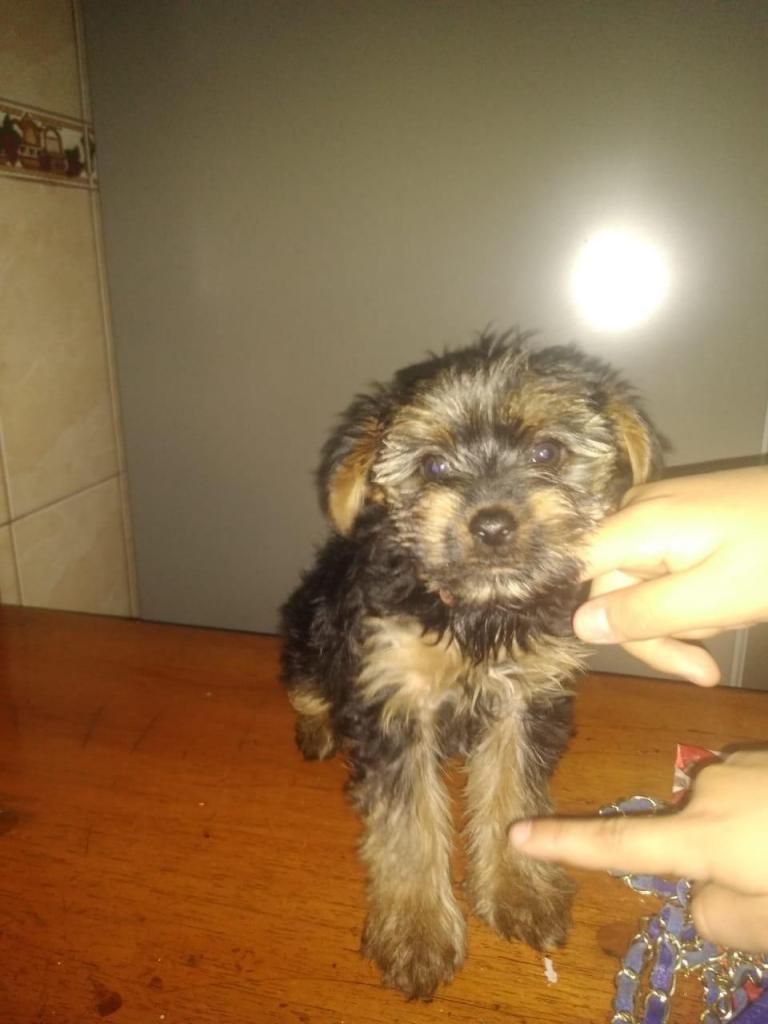 Cachorro Yorkshire Terrier