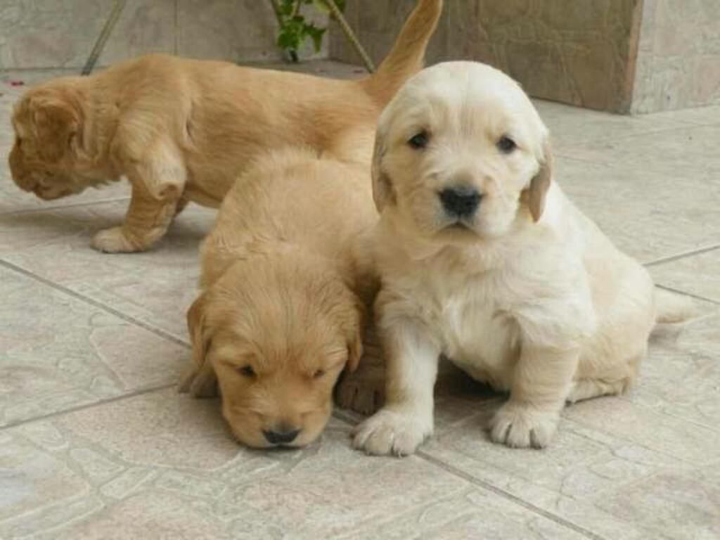 Cachorros Golden Retriver