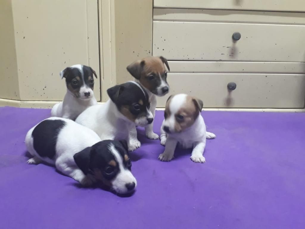 Cachorros Jack Russell