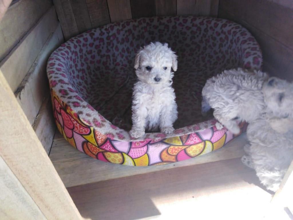 Cachorros Poodle de mes y medio - Arequipa