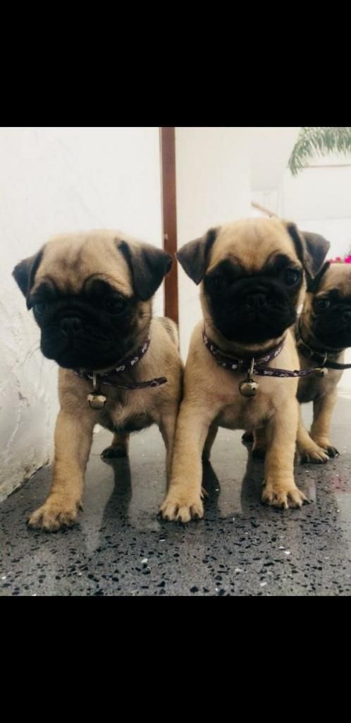 Cachorros Pug