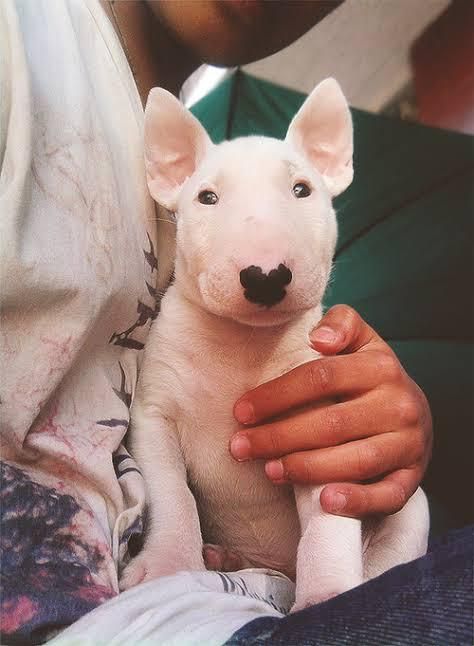 Cachorros bull terrier