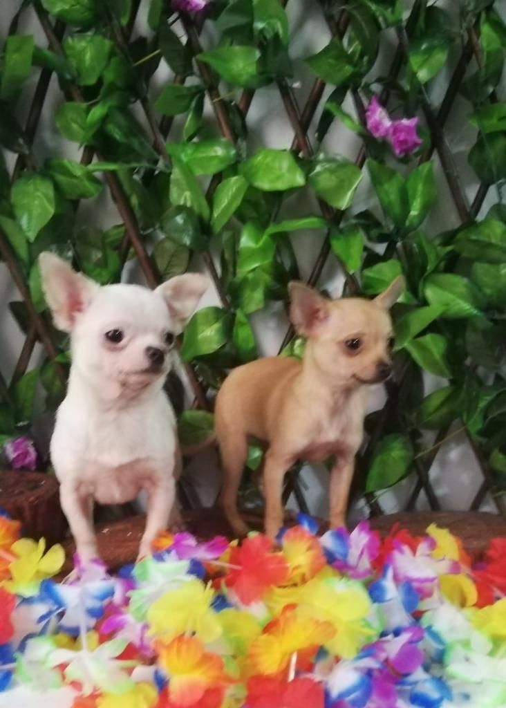 Chihuahua Hermosas Cachorras