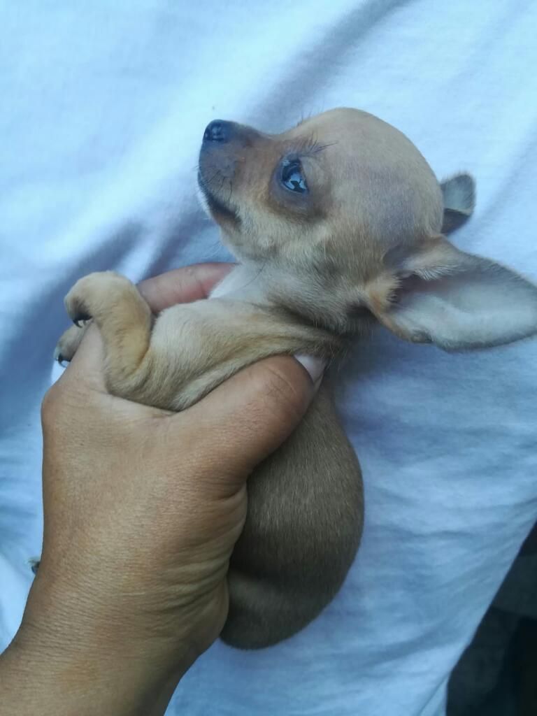 Chihuahua Raza Pura