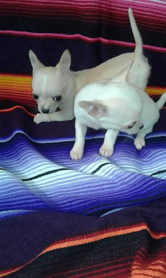 Chihuahua minitoy cachorros