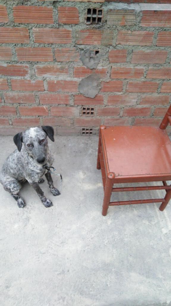 Dalmata en Adopción 7 Meses