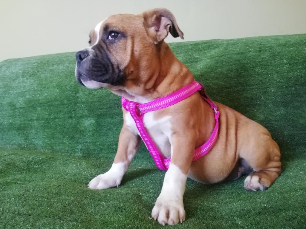 Disponible Hermosa Hembra Bully Exotic