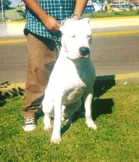 Disponibles Cachorros Dogo Argentino Tacna Peru