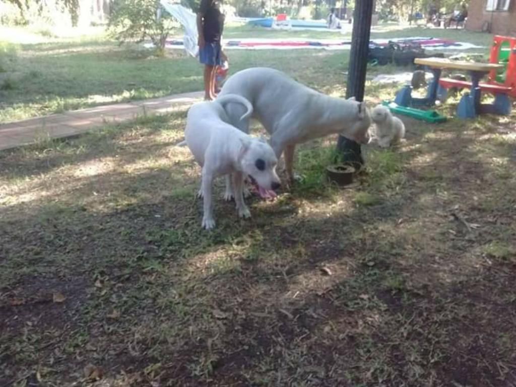 Dogos Argentinos