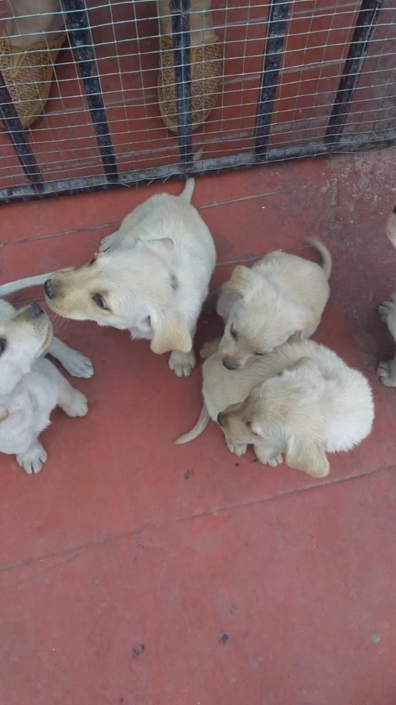 Hermosos Cachorritos Labradores