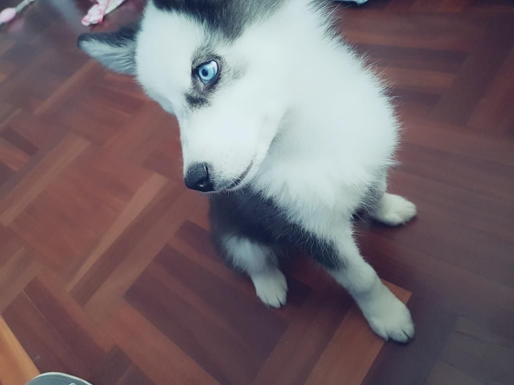 Husky Siberian (hembra)