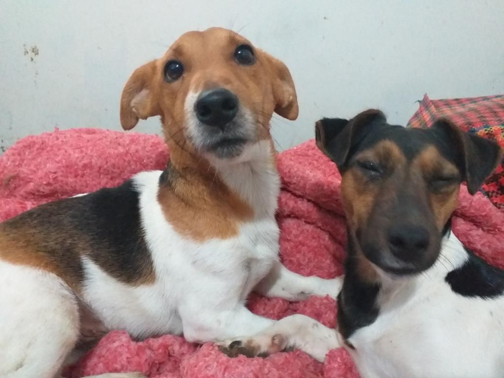 Jack Russell Busca Novia