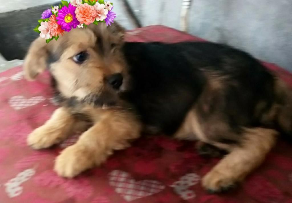 Linda Cachorra Pequeña en Adopcion