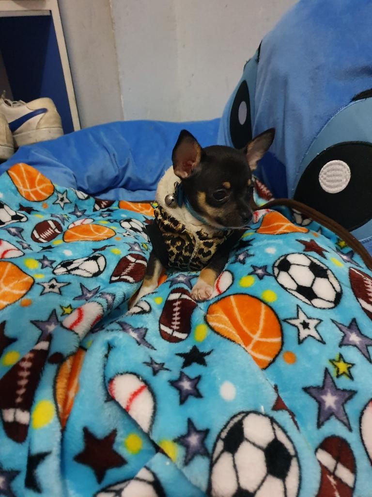 Lindo Chihuahua Machito