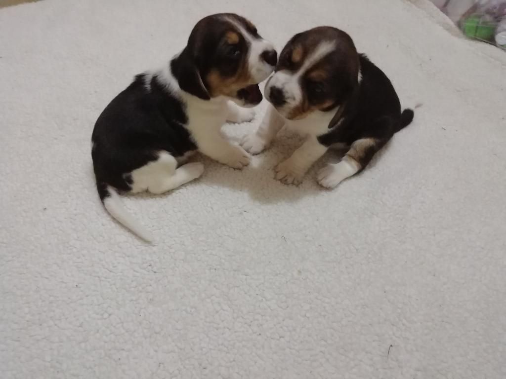 Lindos Perritos Beagles