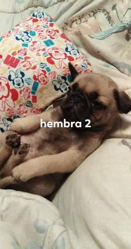 Lindos Pug Carlino