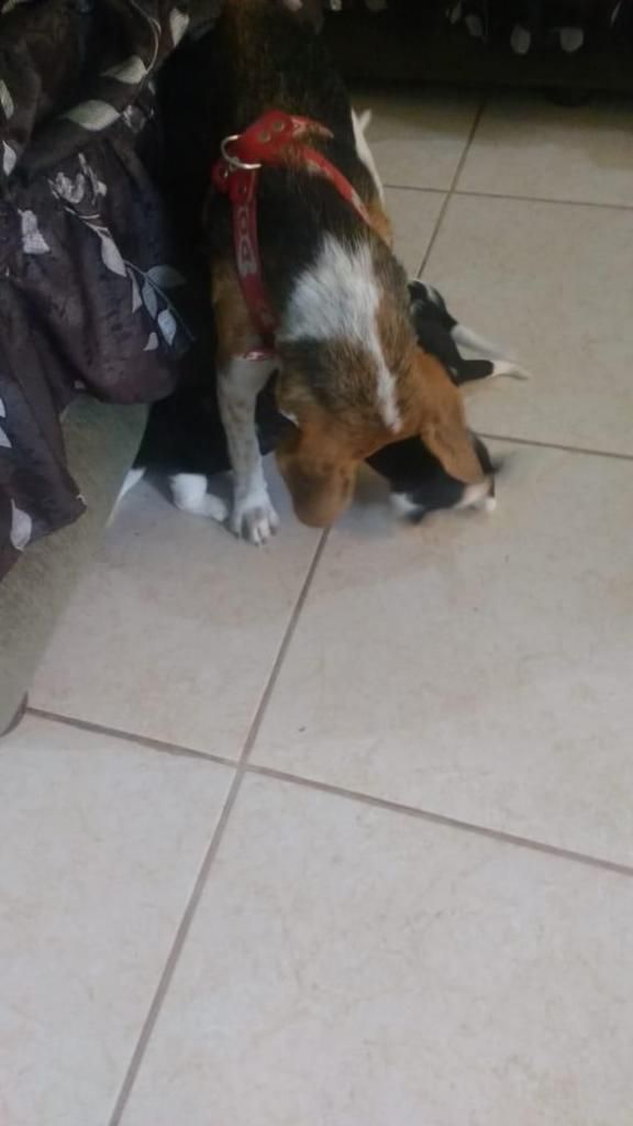 OFERTO Super Cachorros Beagle 100 % de raza pura tricolor