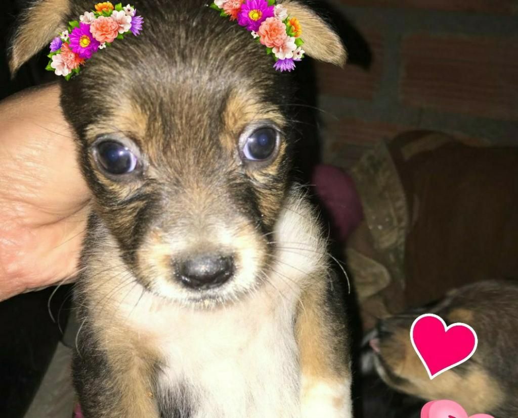 Perrita Pequeña en Adopción