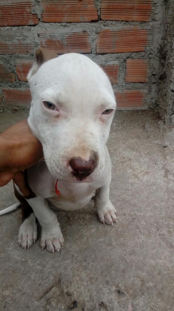 Pitbull