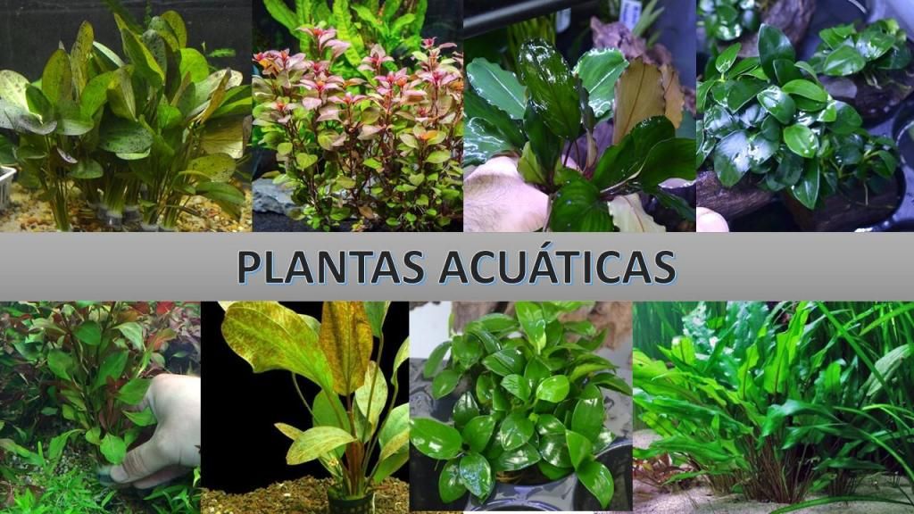 Plantas Acuaticas